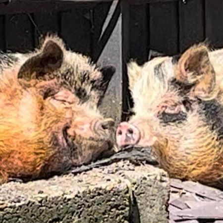Nags Rest Leilighet Caterham Eksteriør bilde
